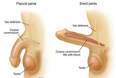 Địa chỉ điều trị liệt dương uy tín ở Hà Nội