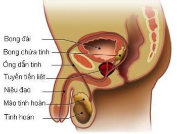 Chú ý khi điều trị viêm bàng quang